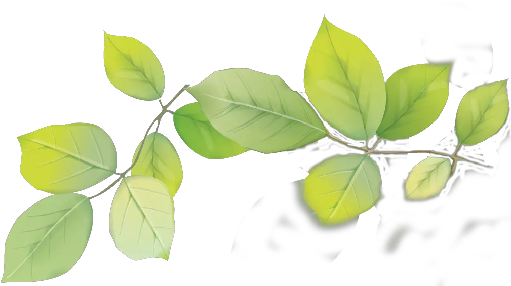 Download Hd Leafs Png Transparent Tree Leafs Png