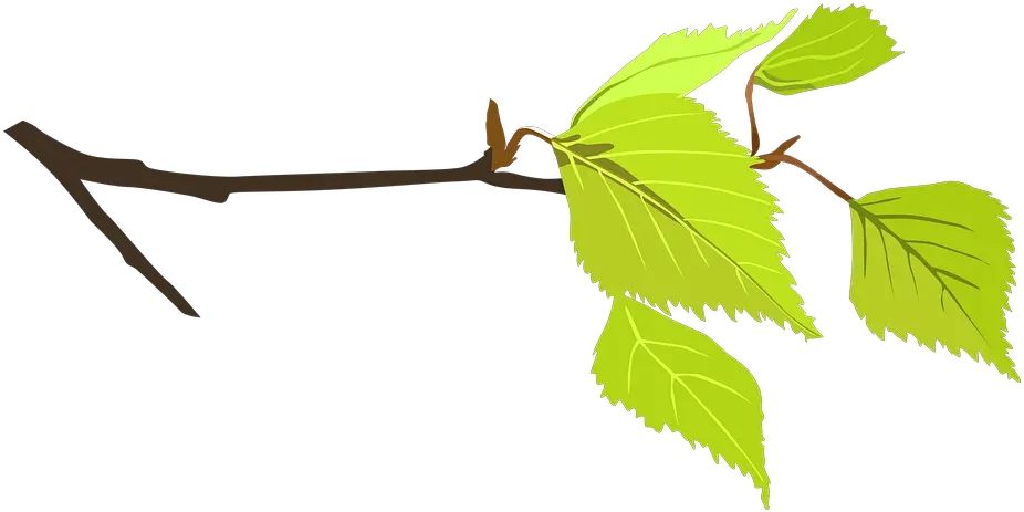 Branch Flower Twig Png Twig Png