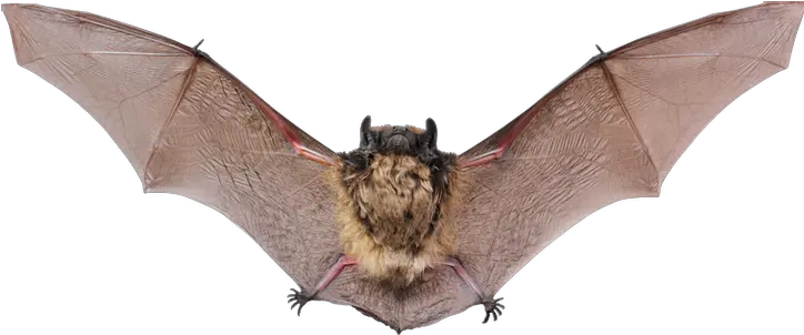 Bat Png Images Brown Bat Bats Transparent