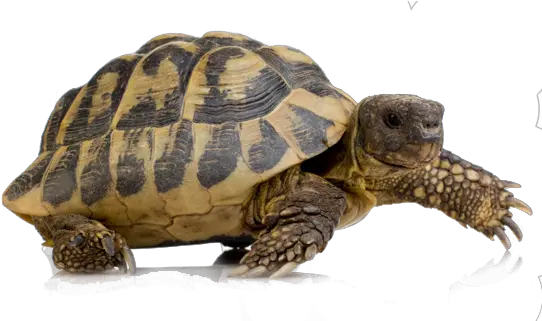 69 Turtle Png Images For Free Download Hermann Tortoise Turtle Png