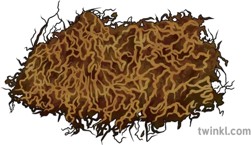 Dry Tobacco Leaf Illustration Curly Png Tobacco Leaf Png