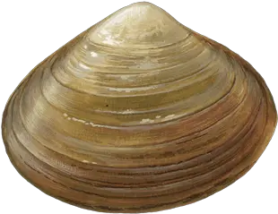 Clams Png Transparent Image Baltic Macoma Clam Png