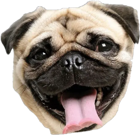 Pug 3 Png Pug Sticker Pug Png