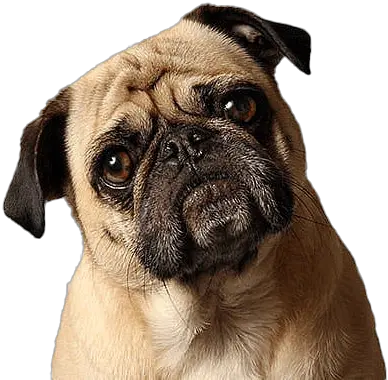 Pug Png Pic Pug Png Pug Png