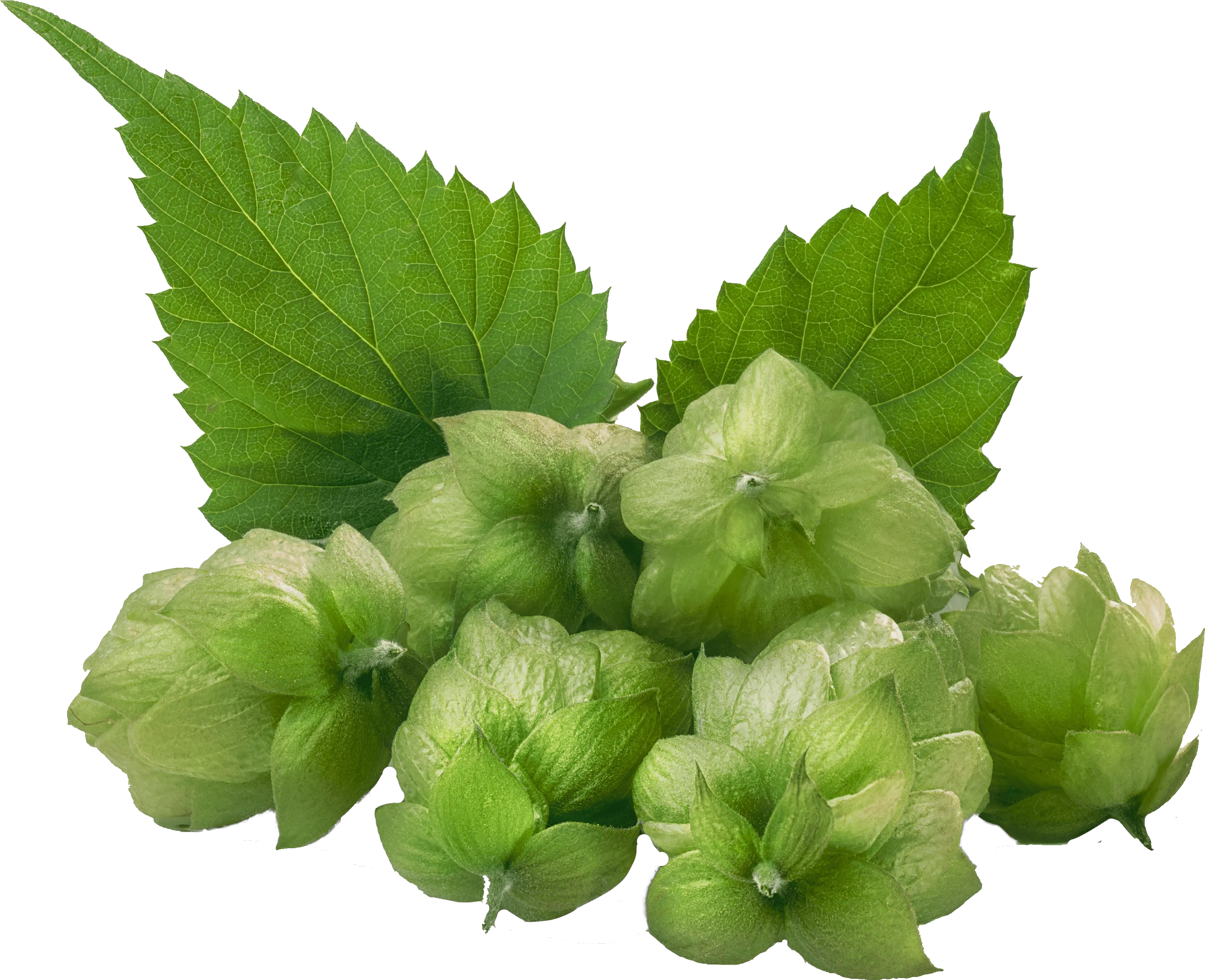 Hops 4550 Dark Hops Png Hops Png