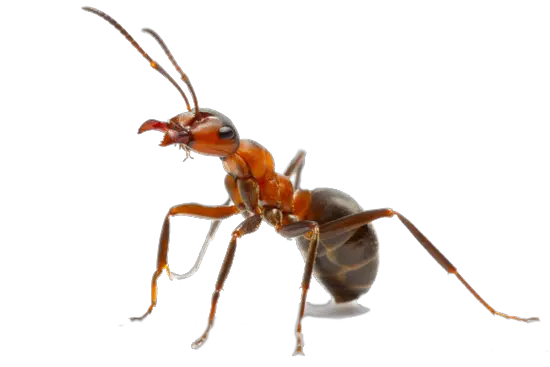 Queen Ant With Crown Png Image Ant Png Ant Png