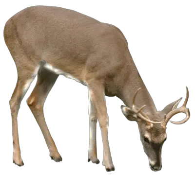 Download Deer Png Vector Deer Png Deer Png