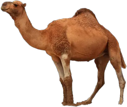 Camel Transparent Images Png