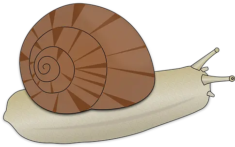 Free Slow Snail Vectors Slimák Png Snail Transparent