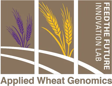 Future Innovation Lab For Applied Wheat Poster Png Wheat Logo