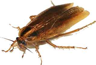 Roach Png Images Free Download Ohio Cockroaches Roach Png