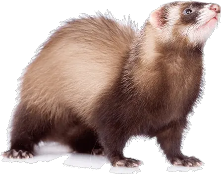 A Go Mink Png Ferret Png