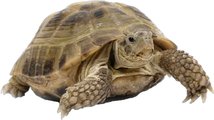 Tortoise Png Transparent Images 17 Suga Turtle Tortoise Png