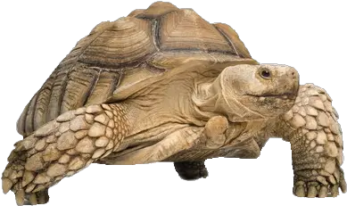 Tortoise Png Transparent Images Tortoise Png Tortoise Png