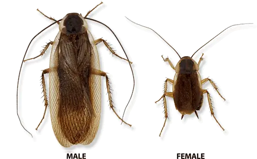 Types Of Cockroaches In Michigan Ohio Male And Female Cockroaches Png Cockroach Transparent