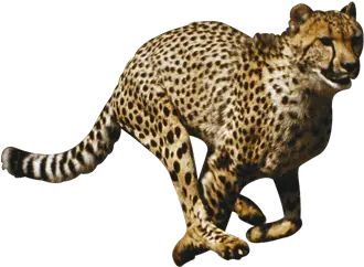 Cheetah Png File Cheetah Png Cheetah Png
