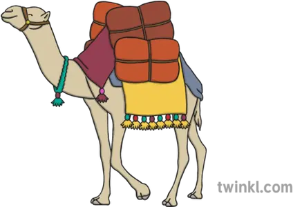 Camel Illustration Twinkl Arabian Camel Png Camel Png