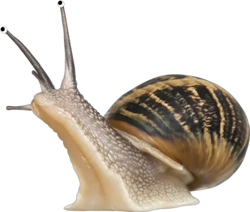 Snail Png Class Gastropoda Snail Png