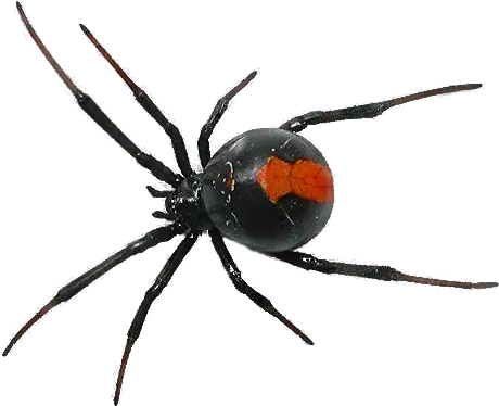 Spider Png Transparent Images Pest Control Spider Transparent