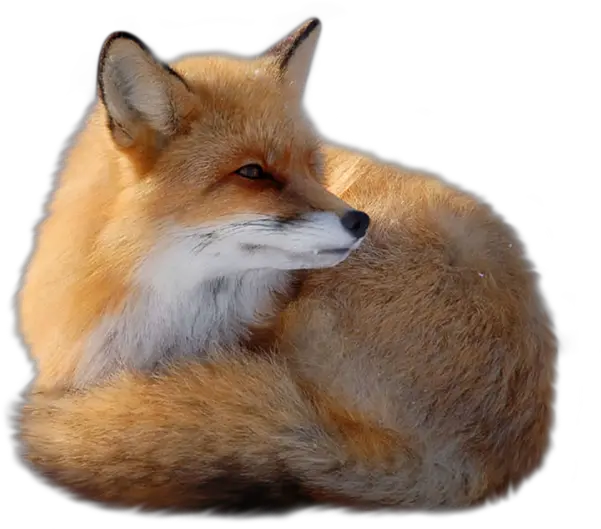 Fox Png Transparent Free Images Fox Png Fox Png