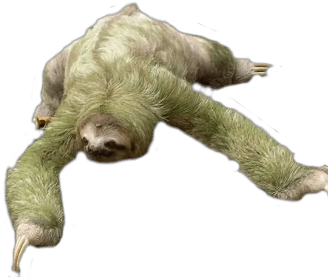 Download Animals Sloths Sloth Png Sloth Png