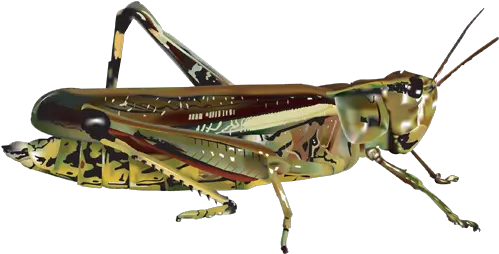 Download Grasshopper Png Image 184 Grasshopper Transparent Grasshopper Png