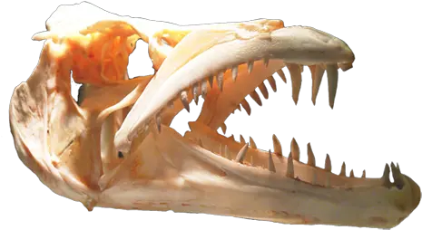 Cool Skull Clip Art Fang Png Dinosaur Skull Png