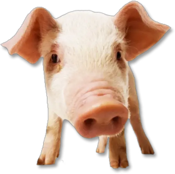 Pig Png Free Download 19 Pigs Face Pig Png