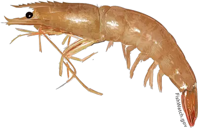 River Shrimp Png 1 Image Wild Brown Shrimp Shrimp Png