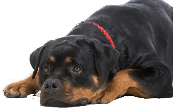 Dogs Png Image Download