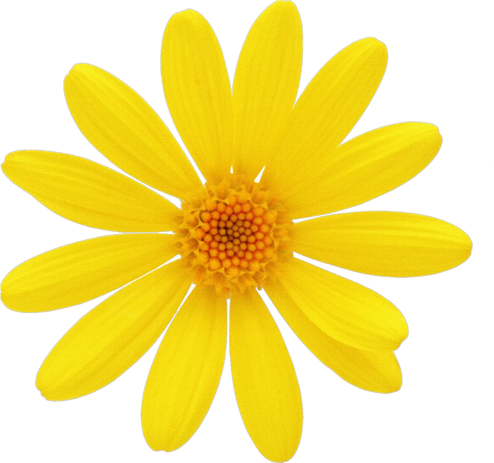 Margarita Flor Dibujo Png Yellow Chamomile Png Margarita Png