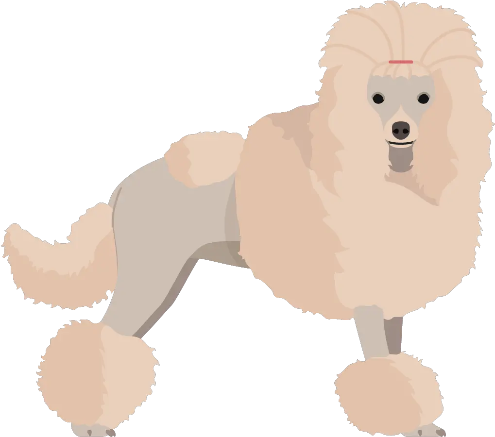 Download Poodle Png Image With No Standard Poodle Poodle Png