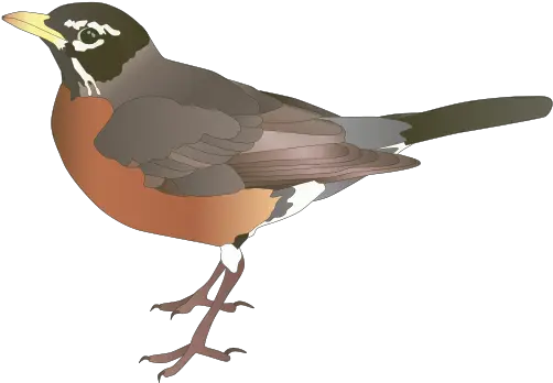 Download American Robin Transparent Png American Robin Drawing Png Robin Transparent