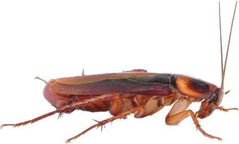 Cockroach Png Transparent Images Cockroach Png Cockroach Png