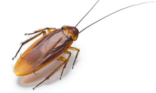 American Cockroach Png Image Background Creepy Cocroach Cockroach Png