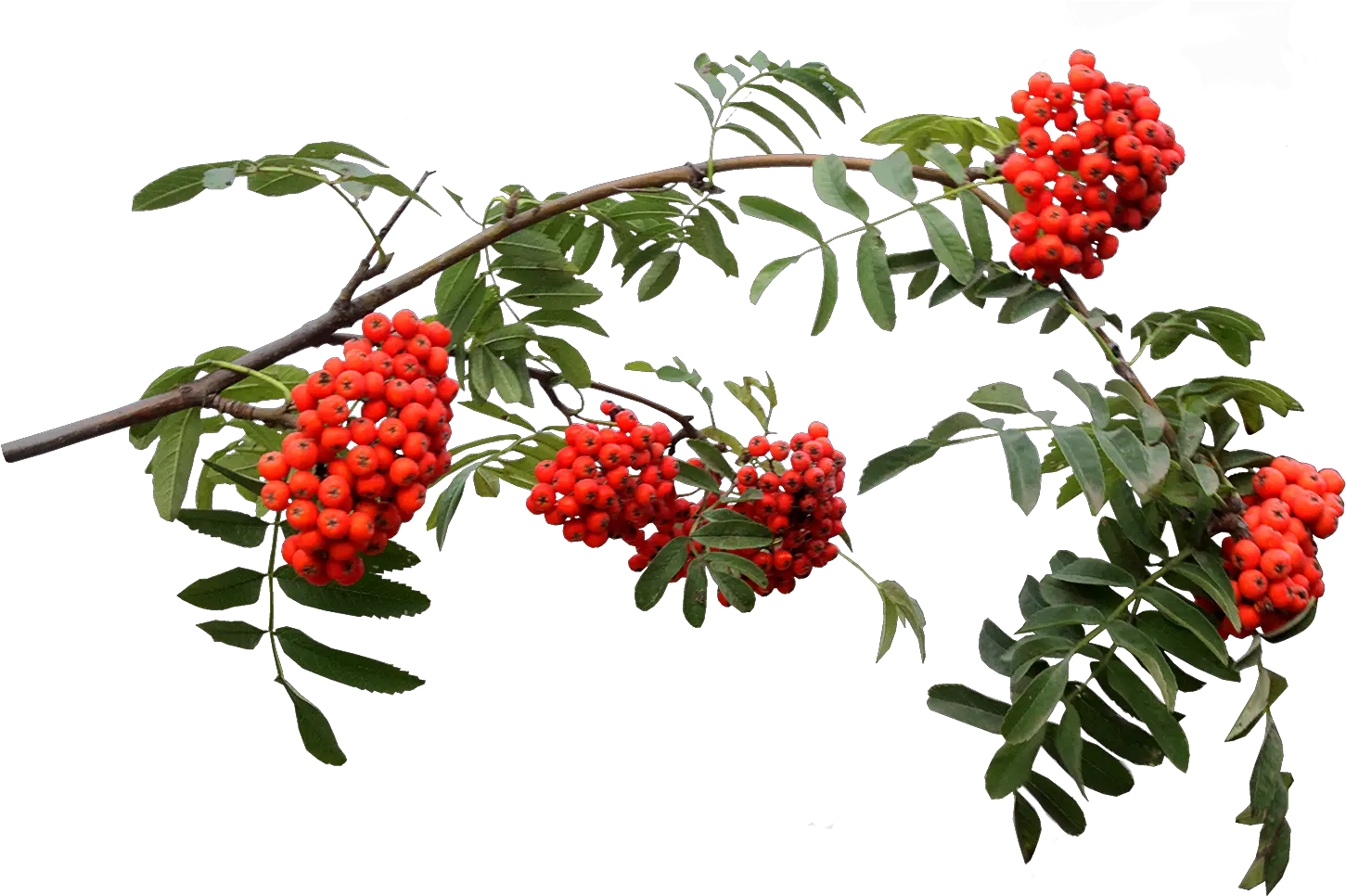 Green Leaf Vine With Fruit Png Image Transparent Fruit Vines Png Vine Png