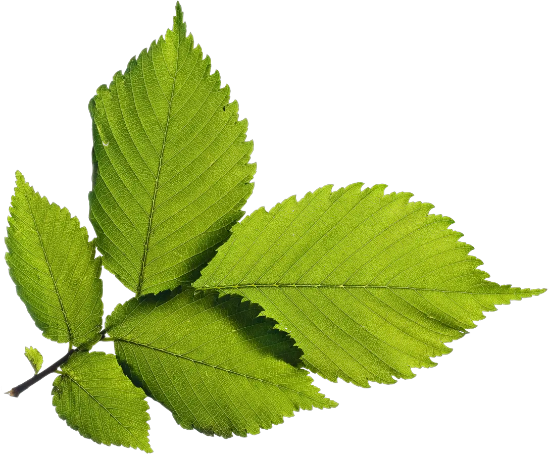 Green Leafs Png Image For Free Download Portable Network Graphics Leafs Png