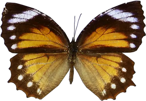 Butterflynet Png Butterfly Transparent