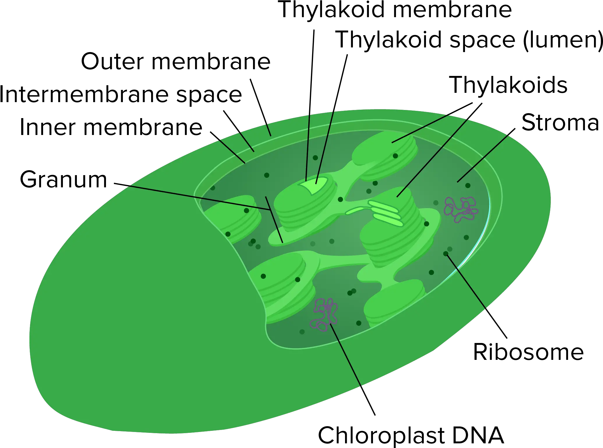 Mitochondria And Chloroplasts Chloroplast And Mitochondria Png Mitochondria Png