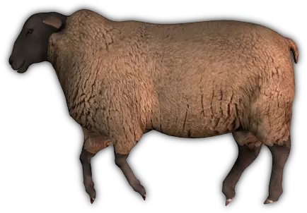 Index Of Mappingobjectsanimalssheep Dead Sheep Png Sheep Transparent