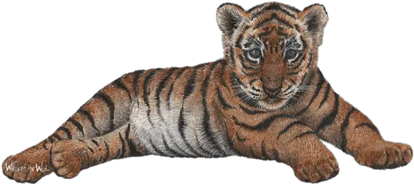 Tiger Cub Transparent Tiger Cub Png Jungle Animals Png