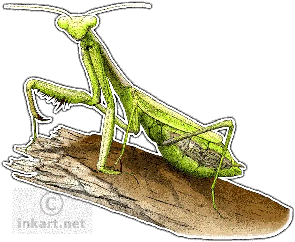 California Praying Mantis Decal Praying Mantis Illustration Png Praying Mantis Png