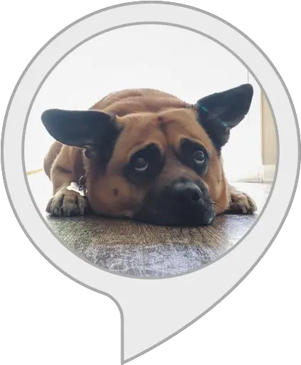 Amazoncom Buddy The Dog Alexa Skills Guard Dog Png Buddy Icon Funny