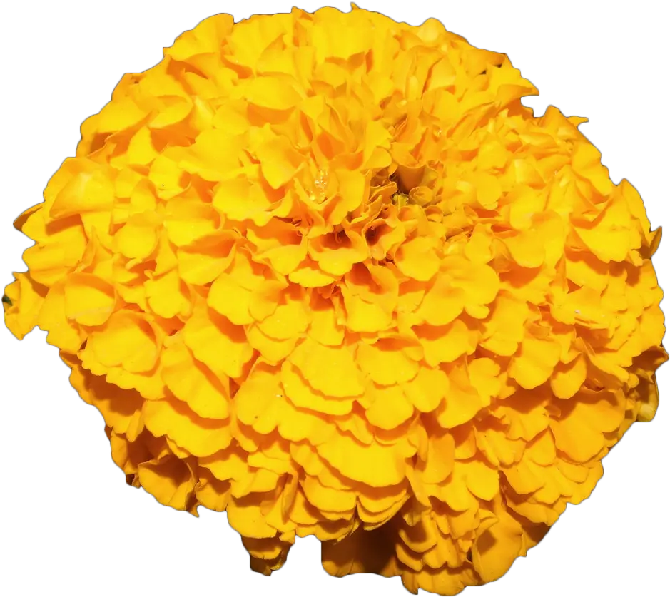 Png Mexican Marigold Flower Yellow Marigold Transparent Background Marigold Png