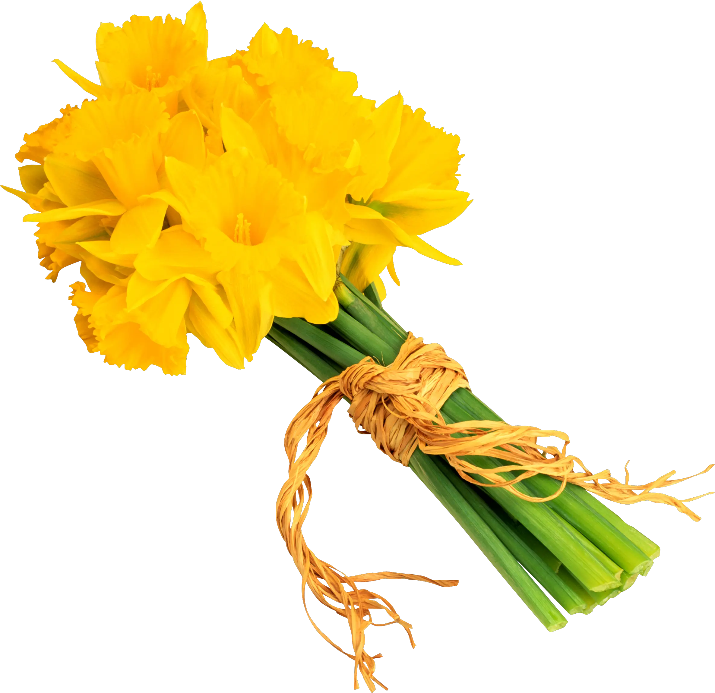 Daffodils In Png Format Daffodil Bouquet Transparent Background