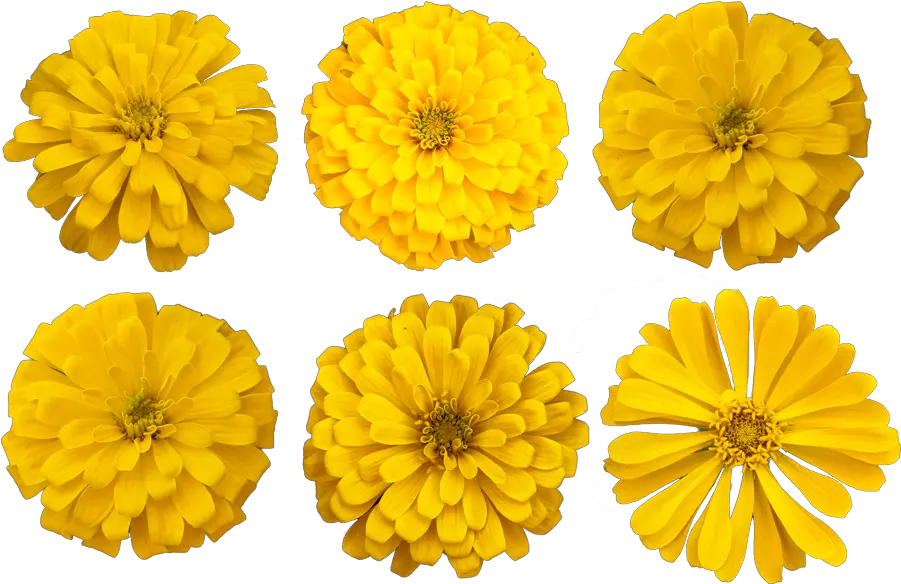 Download Marigold Flower Cutout Photo Marigold Cutout Png Marigold Transparent