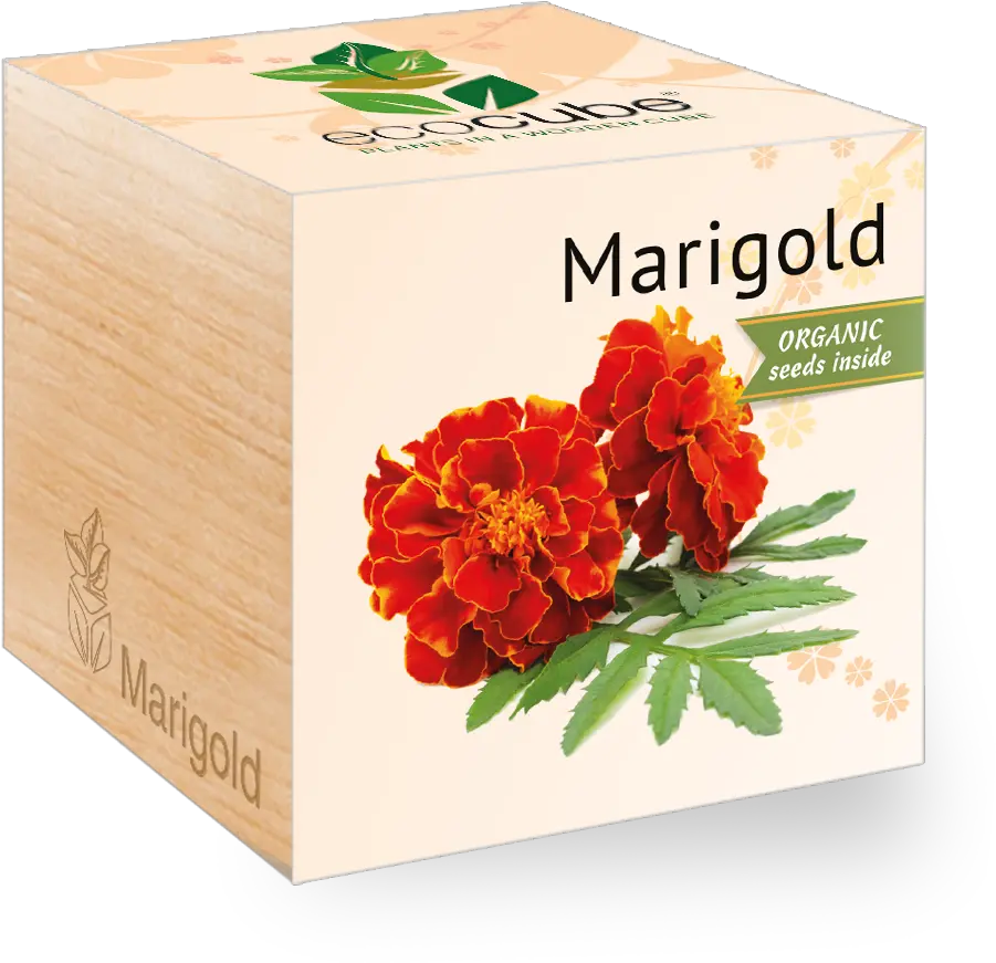 Marigold Marigold Png Marigold Transparent