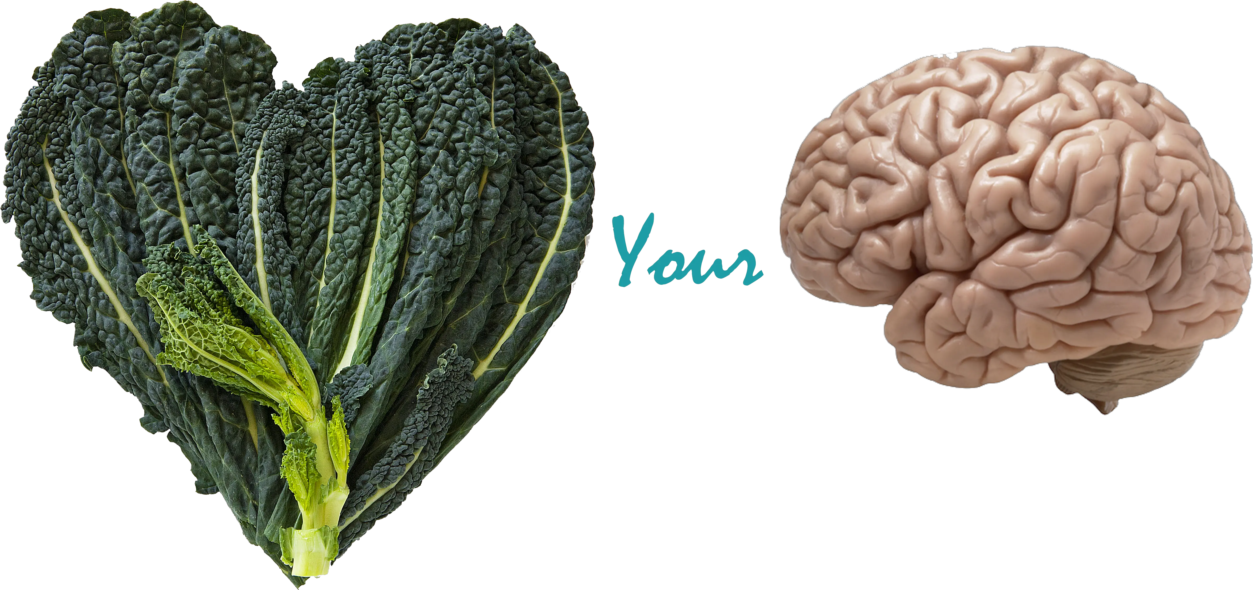 Benefits Of Kale Your Brain Human Brain Realistic Png Kale Png