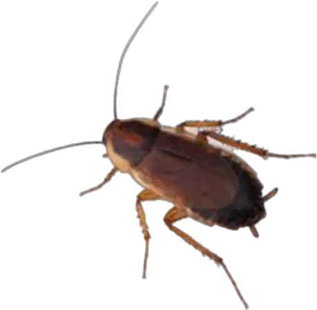 Pest Control Tepco Termite Wood Cockroach Png Roach Png