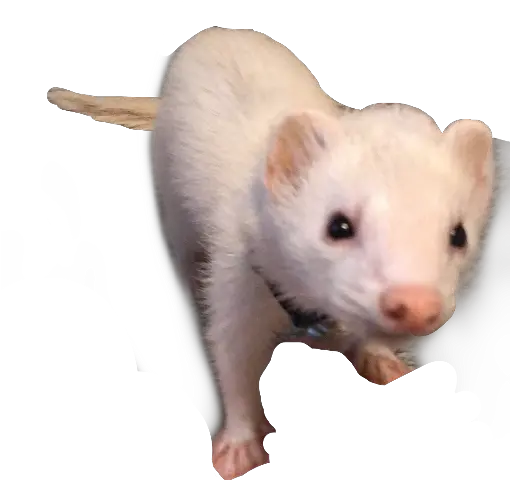 Download Ferret Png Image With No Ferret Ferret Png